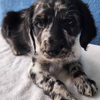 Poodle and Xoloitzcuintli Mexican Hairless Dogs Available for Adoption - Trixie | PetCurious