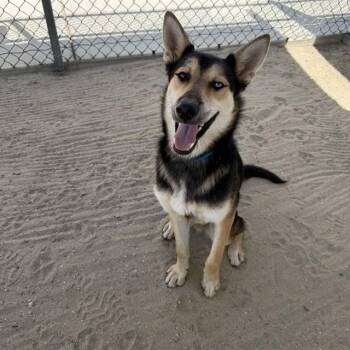 RAIDEN -  German Shepherd Dog and Siberian Husky Dog for Adoption in Thousand Palms, California - RAIDEN | PetCurious