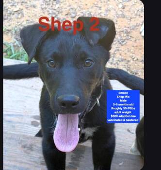 Smoke -  Shepherd Dog for Adoption in Oviedo, Florida - Smoke | PetCurious