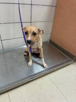 Noel -  Mixed Breed Dog for Adoption in Bossier City, Louisiana - Noel | PetCurious