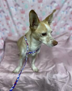 A613730 -  Chihuahua and Mixed Breed Dog for Adoption in Modesto, California - A613730 | PetCurious