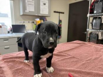 Cheesy Gordita Crunch -  Mixed Breed Dog for Adoption in Vancouver, Washington - Cheesy Gordita Crunch | PetCurious