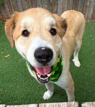 Willis -  Great Pyrenees and Golden Retriever Dog for Adoption in Kiowa, Oklahoma - Willis | PetCurious