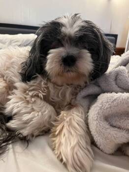 Rescue Shih Tzu and Yorkie Poo Dogs for Adoption in Ypsilanti, Michigan - Bandit | PetCurious