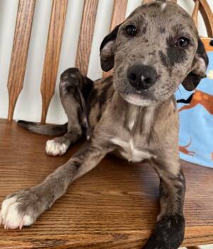 Mixed Breed Dogs Available for Adoption - Marcus | PetCurious