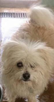 Lhasa Apso and Shih Tzu Dogs Available for Adoption - Shaggy | PetCurious