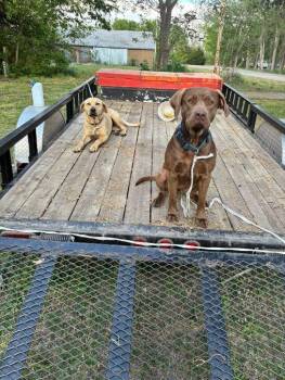 Onyx -  Chocolate Labrador Retriever Dog for Adoption in Norton, Kansas - Onyx | PetCurious