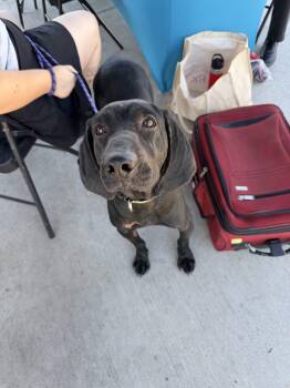 Kuschel -  Hound and Black Labrador Retriever Dog for Adoption in Grand Junction, Colorado - Kuschel | PetCurious