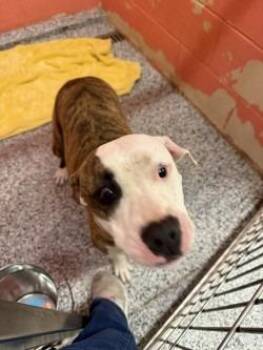 Pit Bull Terrier Dogs Available for Adoption in Little Elm, Texas - Claudia | PetCurious