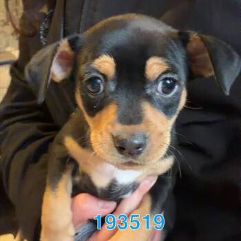 Dachshund and Chihuahua Dogs Available for Adoption - PINEAPPLE MARGARITA | PetCurious