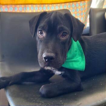 Auburn -  Shar Pei and Mixed Breed Dog for Adoption in West Point, Mississippi - Auburn | PetCurious