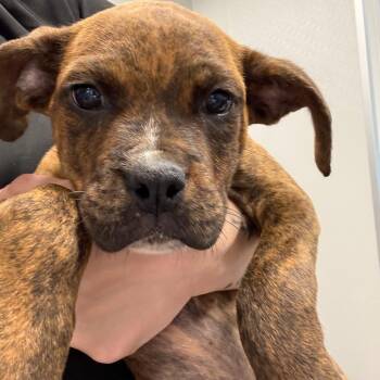 Tigeris -  Pit Bull Terrier and Boxer Dog for Adoption in Horn Lake, Mississippi - Tigeris | PetCurious