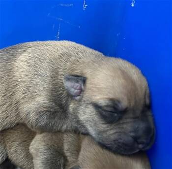 Rescue Mixed Breed Dogs for Adoption in Dallas, Texas - APRICOT | PetCurious