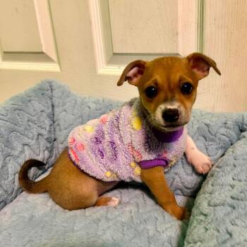 Jasmine -  Chihuahua Dog for Adoption in Fort Worth, Texas - Jasmine | PetCurious