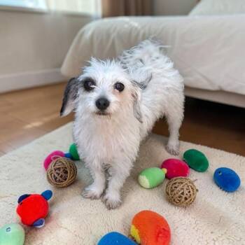 Bombon -  Wirehaired Terrier and Jack Russell Terrier Dog for Adoption in San Diego, California - Bombon | PetCurious