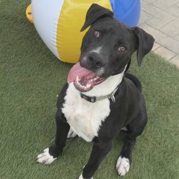 Archibald -  Great Dane and Pit Bull Terrier Dog for Adoption in Los Angeles, California - Archibald | PetCurious