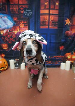 Rescue Beagle Dogs for Adoption in St. Augustine, Florida - Dumpling | PetCurious