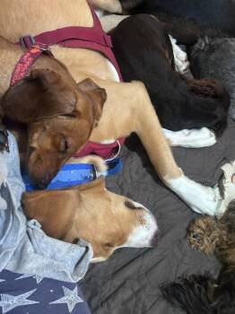 CASH -  Hound and Retriever Dog for Adoption in Langley Township, British Columbia - CASH | PetCurious