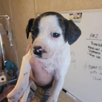 Pit Bull Terrier and Mixed Breed Dogs Available for Adoption - Jess | PetCurious