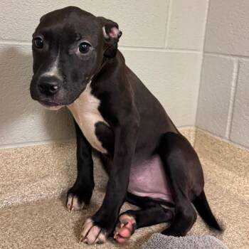 Mixed Breed Dogs Available for Adoption - Pansy | PetCurious