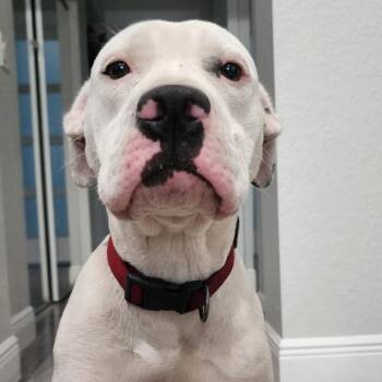 American Staffordshire Terrier and Mixed Breed Dogs Available for Adoption in Hobe Sound, Florida - Frost | PetCurious