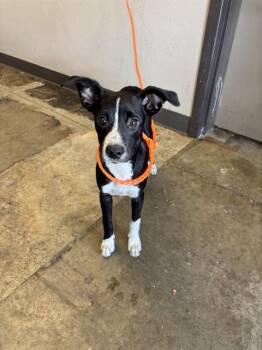 RADIO -  Chihuahua and Whippet Dog for Adoption in Ontario, California - RADIO | PetCurious
