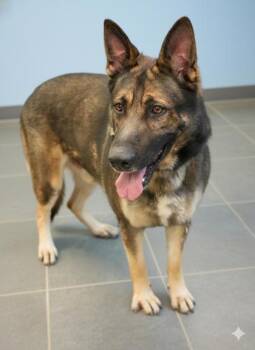 Rescue German Shepherd Dog Dogs for Adoption in Bowling Green, Kentucky - BOWAI (Bonded W/ Lax) | PetCurious