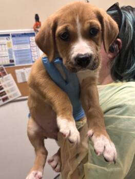 New York -  Mixed Breed Dog for Adoption in Vancouver, Washington - New York | PetCurious