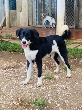 Bearded Collie Dogs Available for Adoption in Milford, New Hampshire - Nike | PetCurious