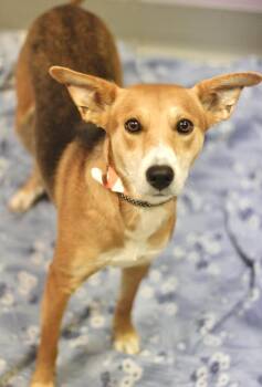 Hound Dogs Available for Adoption in Manchester, New Hampshire - Robyn In NH! Come Meet Our Adoptable Dogs Wednesday-Saturday. Mo | PetCurious