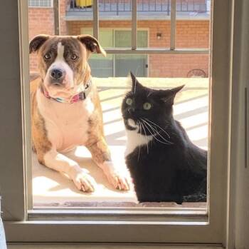 Rescue Pit Bull Terrier Dogs for Adoption in Arlington, Virginia - Gigi | PetCurious