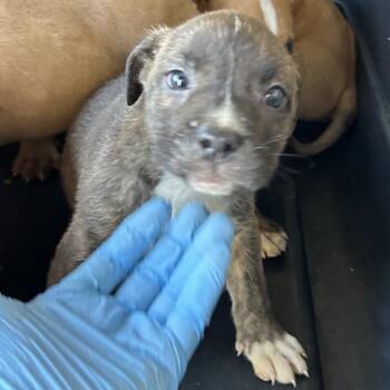 Pit Bull Terrier Dogs Available for Adoption in Birmingham, Alabama - Aster | PetCurious