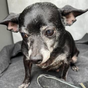 SEABEE -  Chihuahua Dog for Adoption in Greensboro, North Carolina - SEABEE | PetCurious