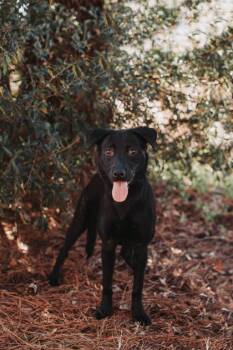 Labrador Retriever and Mixed Breed Dogs Available for Adoption - 90908a Crumpet | PetCurious