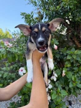Doc Hudson -  Pit Bull Terrier and German Shepherd Dog Dog for Adoption in Los Angeles, California - Doc Hudson | PetCurious