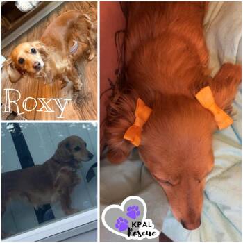 Roxy -  Dachshund Dog for Adoption in Kenai, Alaska - Roxy | PetCurious