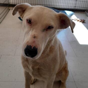 (COD) Maddie -  Labrador Retriever and Mixed Breed Dog for Adoption in Douglas, Arizona - (COD) Maddie | PetCurious