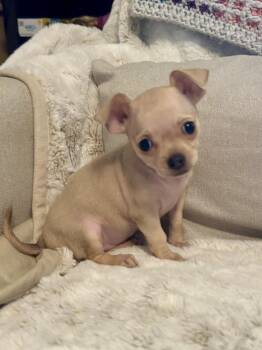 KATRINA -  Chihuahua Dog for Adoption in Fosters, Alabama - KATRINA | PetCurious