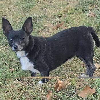 Houdini -  Chihuahua Dog for Adoption in Kansas City, Missouri - Houdini | PetCurious