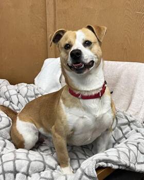 Terrier Dogs Available for Adoption - Spud 308353 | PetCurious