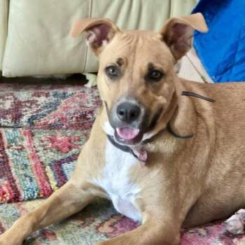 Winnie -  American Staffordshire Terrier and Mixed Breed Dog for Adoption in Houston, Texas - Winnie | PetCurious