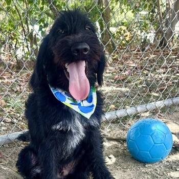 Jazz -  Labradoodle Dog for Adoption in Humacao, Humacao - Jazz | PetCurious