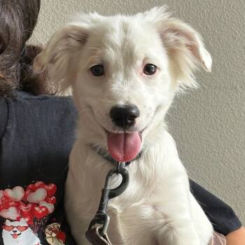 Shilo -  Chihuahua Dog for Adoption in Yuma, Arizona - Shilo | PetCurious