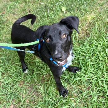 Oreo -  Mixed Breed Dog for Adoption in Westhampton, New York - Oreo | PetCurious