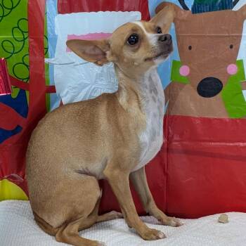 Doodle -  Chihuahua Dog for Adoption in Chico, California - Doodle | PetCurious