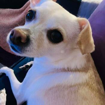 Rescue Chihuahua Dogs for Adoption in Las Vegas, Nevada - Tori OS NV | PetCurious