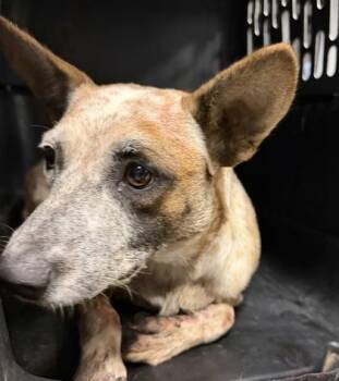 Homegirl -  Cattle Dog and Mixed Breed Dog for Adoption in Fresno, California - Homegirl | PetCurious