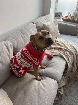 Pit Bull Terrier Dogs Available for Adoption - JUNE | PetCurious