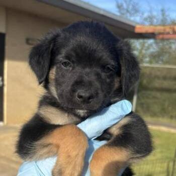 Border Collie and Mixed Breed Dogs Available for Adoption - Serrano *in Foster* | PetCurious