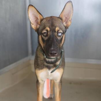 ROSALY -  German Shepherd Dog Dog for Adoption in San Antonio, Texas - ROSALY | PetCurious